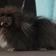 Wild Thang, un pekinés, compite en el concurso del perro más feo del mundo.